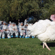 Illustration for article titled Republicans Hate Obama So Much They Dont Even Approve of His Stupid Turkey Pardons